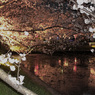 夜桜4