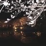 夜桜5