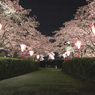 夜桜6