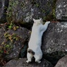 登ニャン家