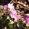 DSCN3186