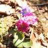 DSCN3187