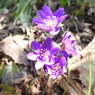 DSCN3195