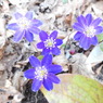 DSCN3196