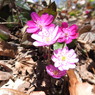 DSCN3199