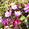 DSCN3204