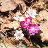DSCN3207