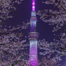 スカイツリーと桜