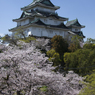 和歌山城と桜#1