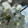桜便り～xxxvii