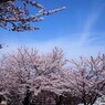 桜便り～xl