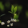 咲く花、待つ人、来る季節　７