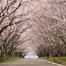 海に続く桜道