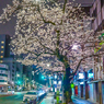 「浅草通りの一本桜」