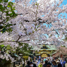 春爛漫の上野東照宮-1
