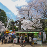 春爛漫の上野東照宮-4