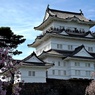 2022年桜まつり①