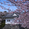 2022年桜まつり②