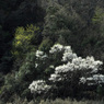 朝日に匂ふ山桜花　　　散歩道の風景