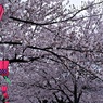 2022年桜まつり④