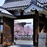 2022年桜まつり⑤