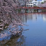 2022年桜まつり⑥