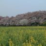 菜の桜なう