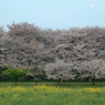 桜菜の花なう