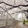spring for tokyoites 2022