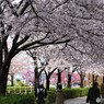 桜便り～xli