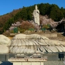 壷阪寺の桜ー３