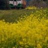 小湊鉄道の春！①