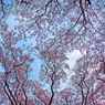 天空の花園　IMGP4463zz
