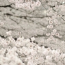 spring for tokyoites 2022