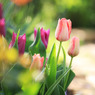 庭の花･･･チューリップ