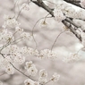 spring for tokyoites 2022
