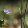 小さくても春の花　３