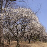 八幡山公園の梅林