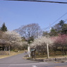 祥雲寺門前の梅