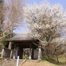 山門と梅