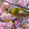 春の里山で5(河津桜とメジロ3)