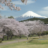 桜と富士