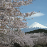 桜と富士