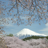 春の喜び