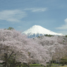 桜と富士