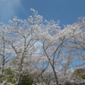空の蒼さ