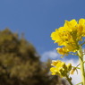 菜の花の見上げた青空