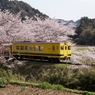 いすみ鉄道は春真盛り！②