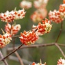 紅白のポンポンみたい