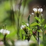 小さくても春の花　６